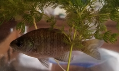 Lepomis macrochirus macrochirus