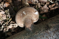 Fomitopsis betulina
