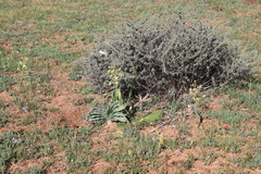 Boophone haemanthoides