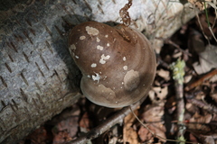 Fomitopsis betulina