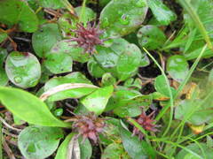 Salix stolonifera