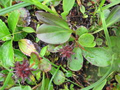 Salix stolonifera
