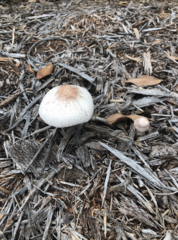 Leucoagaricus americanus