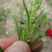 Campylenchia rugosa - Photo (c) Shawn Goodchild, algunos derechos reservados (CC BY-NC), subido por Shawn Goodchild