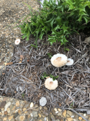 Leucoagaricus americanus