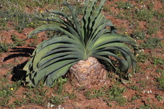 Boophone haemanthoides