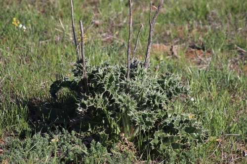 Image of Berkheya glabrata by (c) Tony Rebelo, some rights reserved (CC BY-SA)