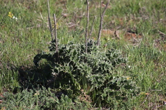 Berkheya glabrata
