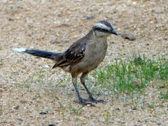 Mimus saturninus