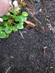 Cardamine bellidifolia