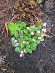 Cardamine bellidifolia