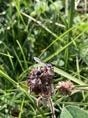 Cylindromyia bicolor