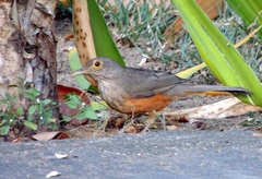 Turdus rufiventris