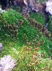 Anacamptodon splachnoides