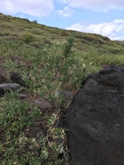 Brickellia peninsularis
