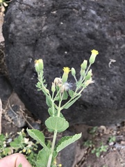 Brickellia peninsularis