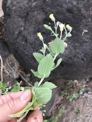 Brickellia peninsularis