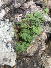 Myriopteris peninsularis insularis