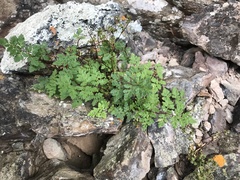 Myriopteris peninsularis insularis