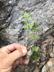 Myriopteris peninsularis insularis