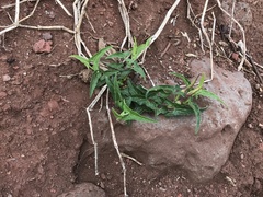 Aristolochia socorroensis