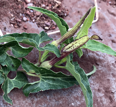 Aristolochia socorroensis