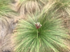 Bulbostylis nesiotica