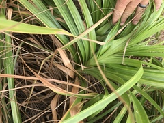 Cyperus duripes