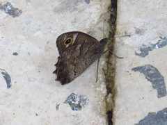 Hipparchia fatua
