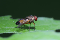 Halidaya aurea