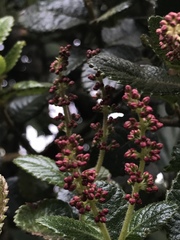 Weinmannia rollottii