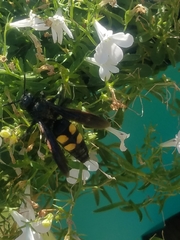 Pygodasis quadrimaculata