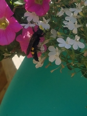 Pygodasis quadrimaculata