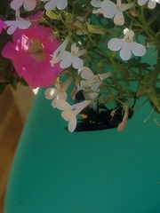 Pygodasis quadrimaculata