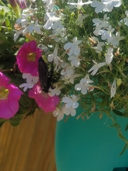 Pygodasis quadrimaculata