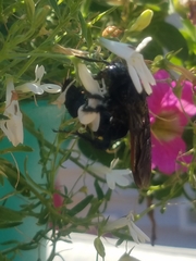 Pygodasis quadrimaculata