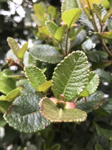 Weinmannia rollottii (Weinmannia rollottii)