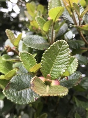 Weinmannia rollottii