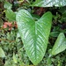 Anthurium leptocaule Croat 2