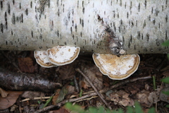 Daedaleopsis confragosa