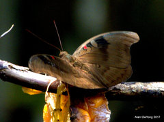 Dophla evelina