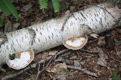 Daedaleopsis confragosa