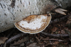 Daedaleopsis confragosa