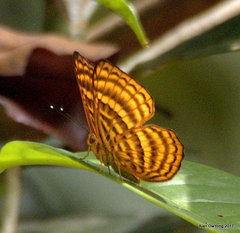 Zemeros emesoides