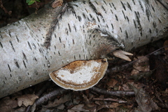 Daedaleopsis confragosa