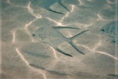 Trachinotus goodei