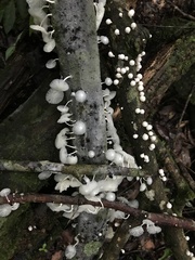 Marasmiellus cubensis
