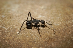 Polyrhachis abdominalis