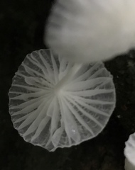 Marasmiellus cubensis