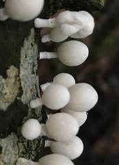 Marasmiellus cubensis